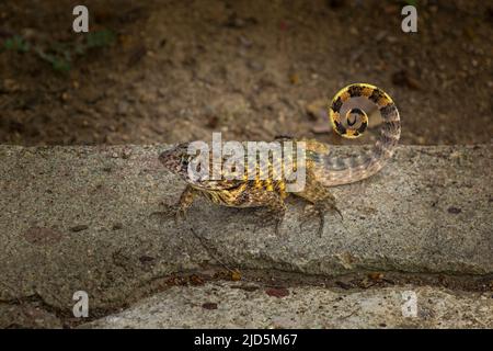 Northern curly-tailed lizard (Leiocephalus carinatus) near Cienfuegos, Cuba Stock Photo