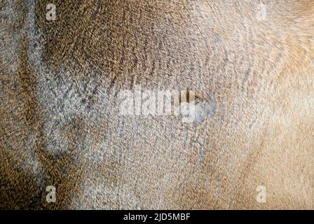 A deer hide has been tanned and the leg hole is visible. The hair side makes a nice background or texture depicting wildlife or hunting. Stock Photo