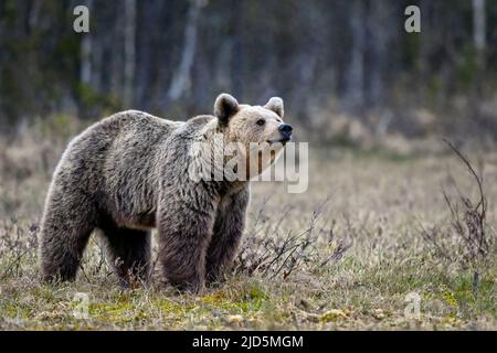 Bear tries to smell what is happening around in the night Stock Photo
