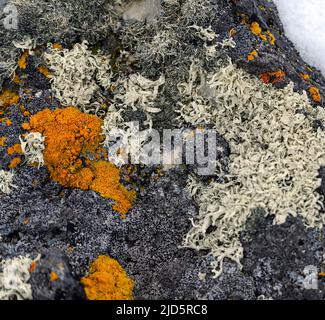 Various species of lichens growing on rock at Penguin Island, South Shetland Islands, Antarctica. Stock Photo