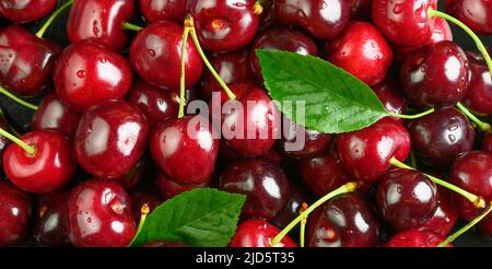 Cherries. Sweet Cherry background. Wet cherry with leaves and drops. Stock Photo