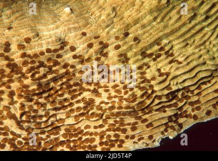 Acoel, commensal flatworms of the genus Waminoa living on the stony coral Tubastraea sp. Photo from a reef in Indonesia. Stock Photo