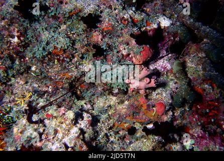 The expanded proboscis of a sausage worm (Bonellia sp.?) from a coral reef at Kuredu Island, the Maldives. Stock Photo