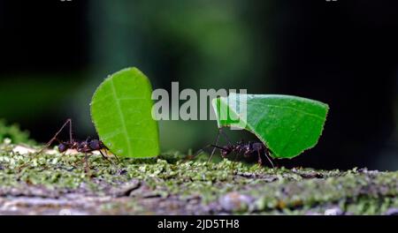 Leafcutter ants (Atta sp.) from the rainforest at laSelva, Ecuador. Stock Photo