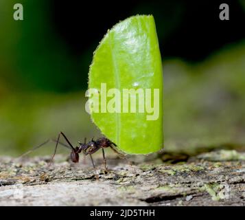Leafcutter ant (Atta sp.) from the rainforest at laSelva, Ecuador. Stock Photo
