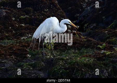 Pacific Grove, California, USA. 17th June, 2022. Snowy Egret hunting success (Credit Image: © Rory Merry/ZUMA Press Wire) Stock Photo
