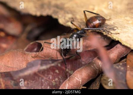 Giant forest ant (Dinomyrmex gigas) from Tanjung Puting National Park, Kalimantan, Borneo, Indonesia. Stock Photo