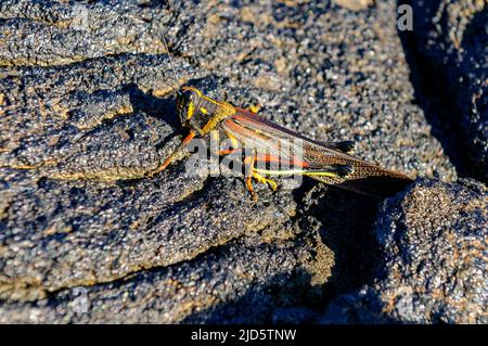 Large painted locust (Schistocerca melanocera) endemic to the Galapagos, here photographed resting on lave at Santiago Island. Stock Photo