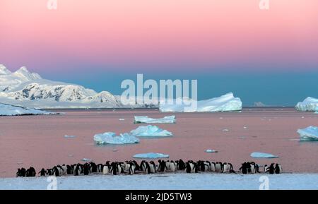 Evening at Georges Point, Rongé Island, Antarctica Stock Photo - Alamy