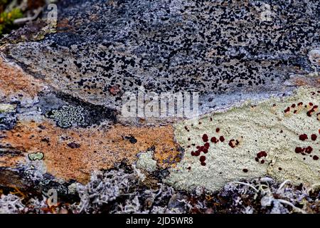 Several species of lichens growing on rock in Lierne National Park (Tröndelag, Norway).  Ophioparma ventosa (lower right),  Porpita sp (background) an Stock Photo