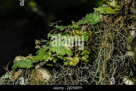 Unidentified lichens from Bellavista Cloud Forest, Ecuador. Stock Photo