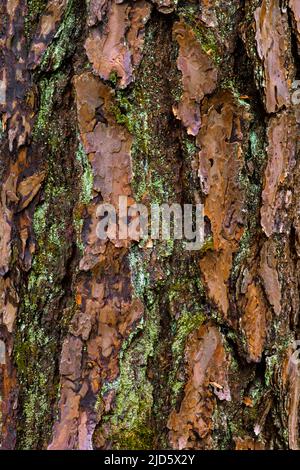 Mature bark on pitch pine covered with various lichens and moss in Pennsylvania's Pocono Mountains Stock Photo