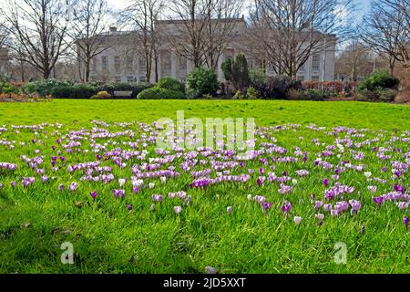 Purple and white crocuses growing in lawn Alexandra Gardens view of Bute Library building in spring on Cardiff University campus Wales UK KATHY DEWITT Stock Photo
