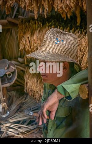 A portrait of a tobacco farmer who smokes a cigar inside his tobacco drying barn with his harvest in the background Stock Photo