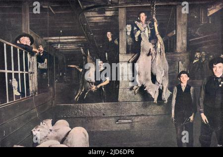 Sheep hang by their rear legs as they pass towards the attentions of the butchers at the Chicago stockyards. Colourised version of : 10196089       Date: 1911 Stock Photo