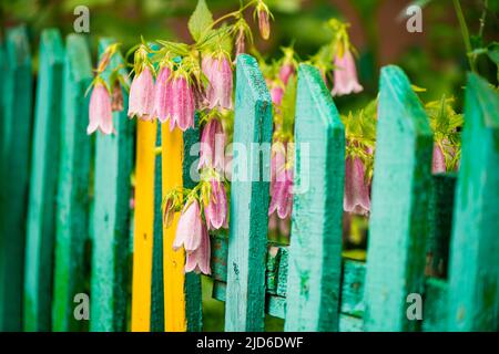 colorful summer garden flowers at vintage wooden fence Stock Photo