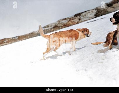 Two St. Bernard dogs in the snow. Colourised version of : 10165275       Date: early 1930s Stock Photo