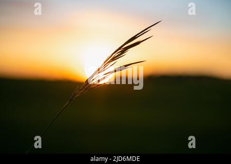 The silhouette of a dry grass plant against the background of the setting sun. Light, airy blades of grass on the background of an orange sunset Stock Photo