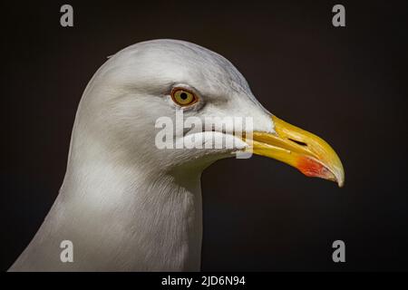 Seagull close up portrait Stock Photo
