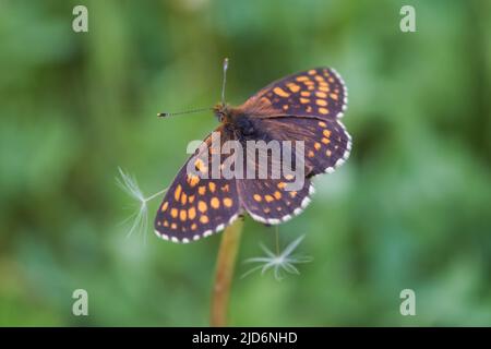 Northern Brown Argus butterfly, Latin name Plebeius artaxerxes on a green leaf close-up. Stock Photo