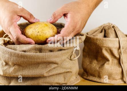 Hands holding potatoes on white background Stock Photo