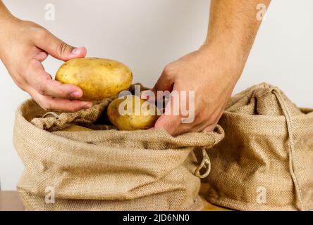 Hands holding potatoes on white background Stock Photo