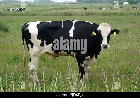 Impressive Holstein Frisian bull on a German meadow in East-Frisia. Stock Photo