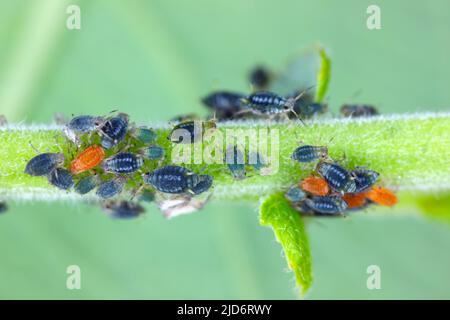A colony of aphids on the green shoot of a plant in the garden. Stock Photo