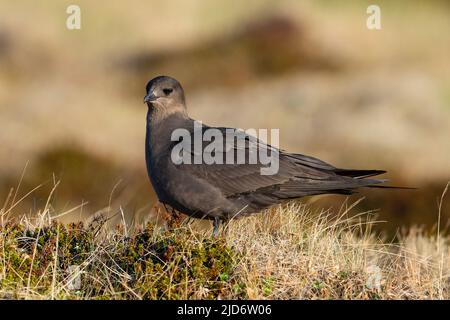 Dark phase Arctic skua or Parasitic skua (Stercorarius parasiticus) in Iceland. Stock Photo