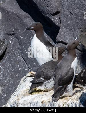 Brunnich's Guillemot (Uris lomvia) on a cliff face in Iceland. Stock Photo