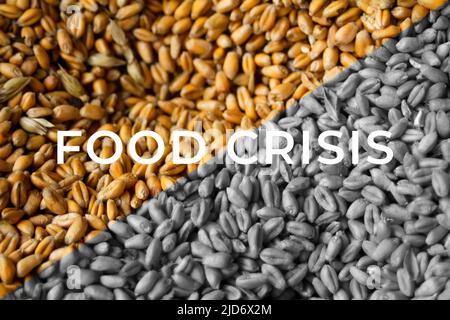 Food crisis. Global and European grain and wheat crisis, Ukraine. Export grain. Word design. Farming background. Oats, barley, rye. Agriculture Stock Photo