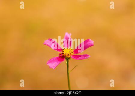 Defocus cosmos flower. A magenta cosmic flowers among the summer yellow nature background. Rose or pink flower. Minimal nature beauty. Out of focus Stock Photo