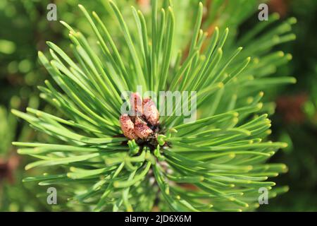 Top view of budding pine tree with bright green leaves in summer Stock Photo