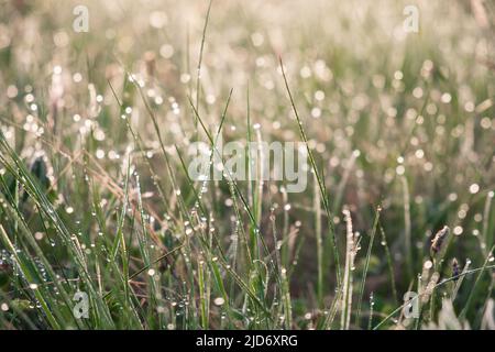 Drops of water on the green grass close-up. Morning dew on the grass stems. Natural background. Stock Photo