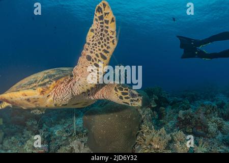 Hawksbill sea turtle at the Tubbataha Reefs Philippines Stock Photo