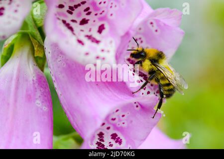 A yellow and black stripped bee on a purple foxglove plant in King County, Washington State Stock Photo