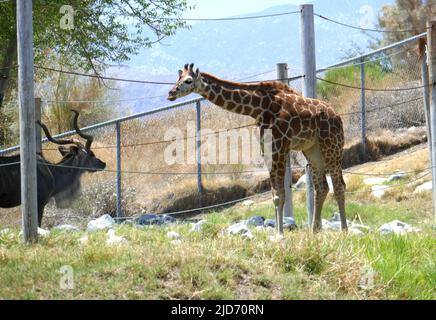 Palm Desert, California, USA 11th June 2022 A Greater Kudu and a Reticulated Giraffe at The Living Desert Zoo and Gardens on June 11, 2022 in Palm Desert, California, USA. Photo by Barry King/Alamy Stock Photo Stock Photo