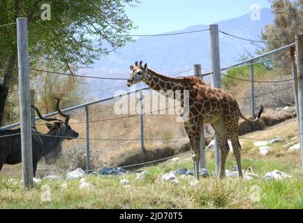 Palm Desert, California, USA 11th June 2022 A Greater Kudu and a Reticulated Giraffe at The Living Desert Zoo and Gardens on June 11, 2022 in Palm Desert, California, USA. Photo by Barry King/Alamy Stock Photo Stock Photo