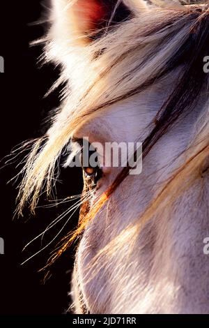 Horse, sunny portrait. Black background, red mane, light colors. Stock Photo
