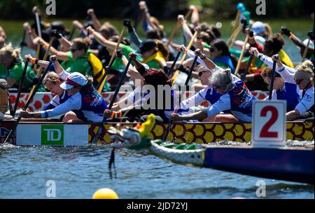 Toronto, Canada. 18th June, 2022. Contestants compete during the 2022 Toronto International Dragon Boat Race Festival in Toronto, Canada, on June 18, 2022. The event is held here from Saturday to Sunday with the participation of dozens of teams. Credit: Zou Zheng/Xinhua/Alamy Live News Stock Photo