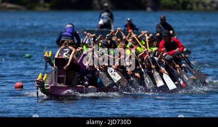 Toronto, Canada. 18th June, 2022. Contestants compete during the 2022 Toronto International Dragon Boat Race Festival in Toronto, Canada, on June 18, 2022. The event is held here from Saturday to Sunday with the participation of dozens of teams. Credit: Zou Zheng/Xinhua/Alamy Live News Stock Photo