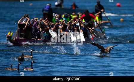 Toronto, Canada. 18th June, 2022. Contestants compete during the 2022 Toronto International Dragon Boat Race Festival in Toronto, Canada, on June 18, 2022. The event is held here from Saturday to Sunday with the participation of dozens of teams. Credit: Zou Zheng/Xinhua/Alamy Live News Stock Photo