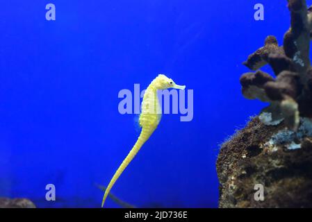 A yellow seahorse in an aquarium Stock Photo