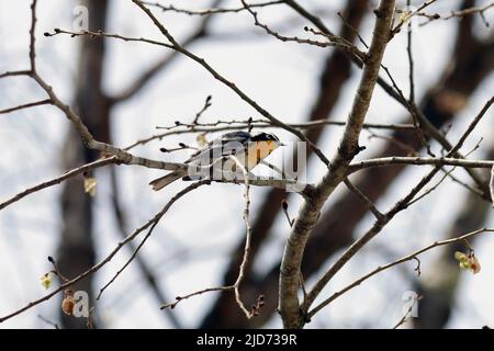 Male Yellow-throated Warbler Setophaga dominica on tree branch on cloudy day Stock Photo