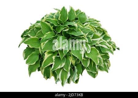 Hosta plant, plantain lily, isolated on white background. Stock Photo