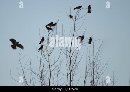 Crows on tree. Black birds. Crows sit on branches. Flight of bird. Stock Photo
