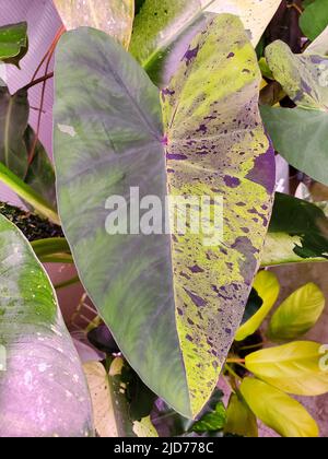 Beautiful half moon and speckled green and black pattern on Mojito Elephant Ear Plant Colocasia Stock Photo