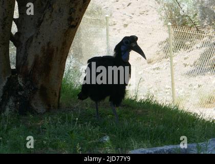 Palm Desert, California, USA 11th June 2022 A general view of atmosphere of Abyssinian Ground Hornbill at The Living Desert Zoo and Gardens on June 11, 2022 in Palm Desert, California, USA. Photo by Barry King/Alamy Stock Photo Stock Photo