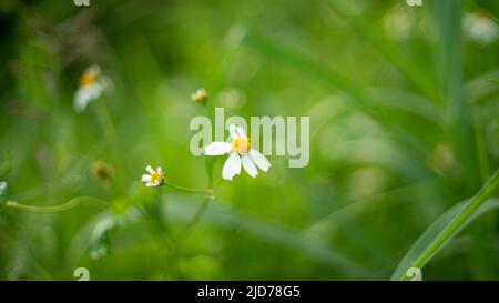 Colorful flowers bloom when it is bright in my garden Stock Photo