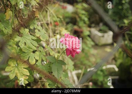 Beautiful roses shimmering in the morning sun,The rose blooms in the morning sun in the beautiful garden Stock Photo